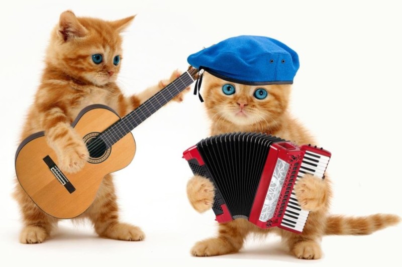 Create meme: cats are musicians, cats with a guitar, singing kittens