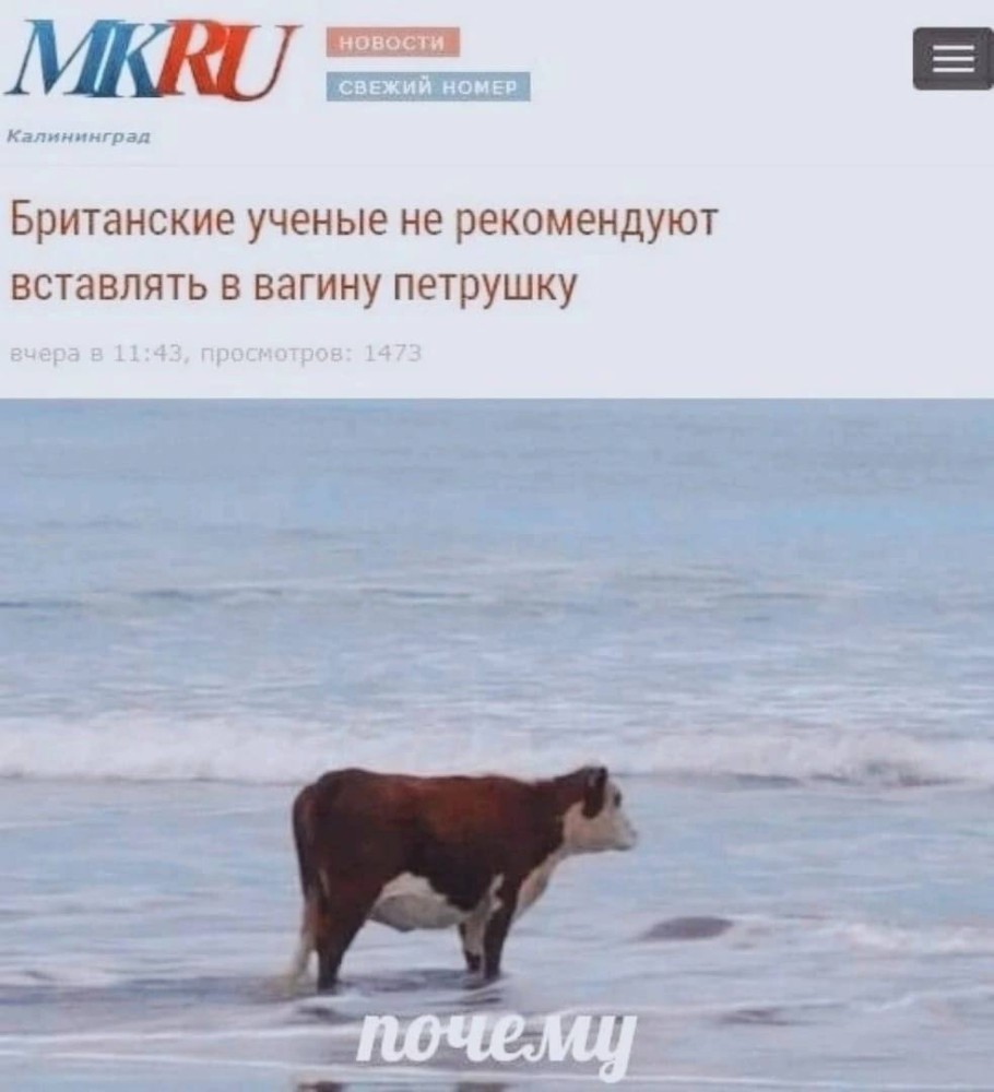 коровы на море