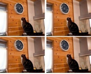 Create meme: cat seems I'm late, the cat looks at his watch, and watch cat meme