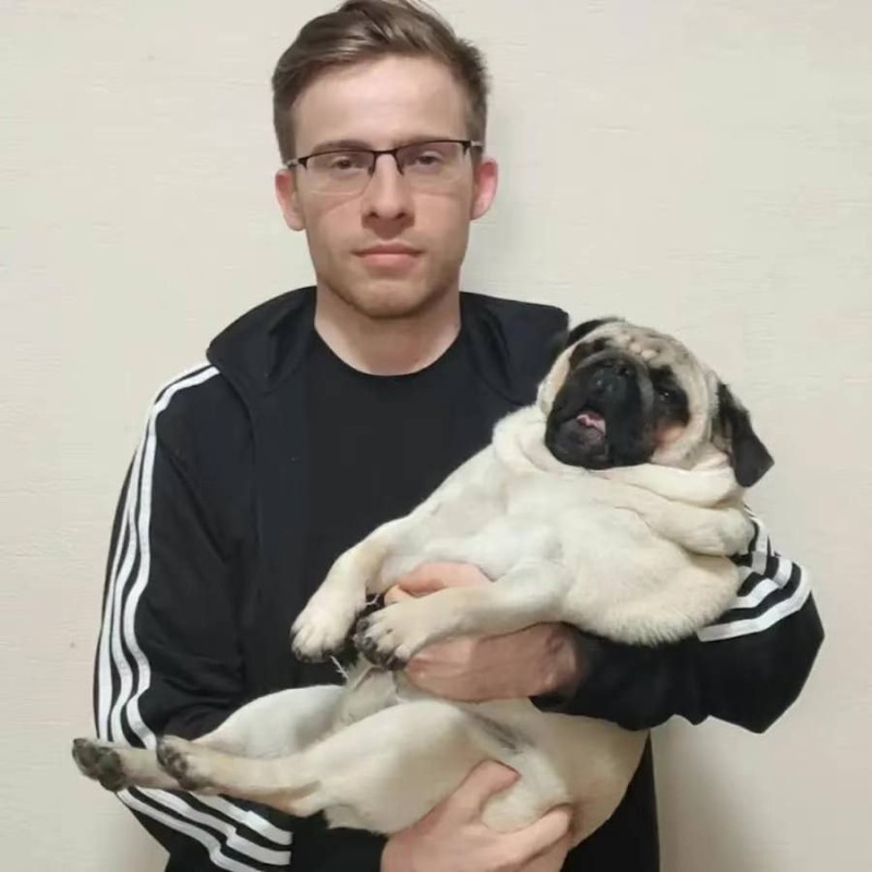 Create meme: pug pug, breed pug, pug 