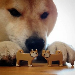 Create meme: Shiba inu bites, Shiba inu bites