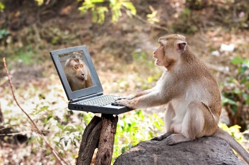 Create meme: the monkey behind the computer, monkey for PC, the monkey behind the computer