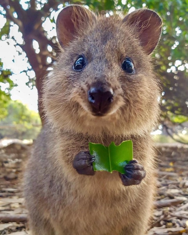Create meme: dwarf kangaroo quokka, quokka smiling animal, quokka smiling animal