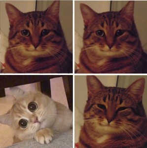 Create meme: cute cat meme, cat meme, happy cat meme