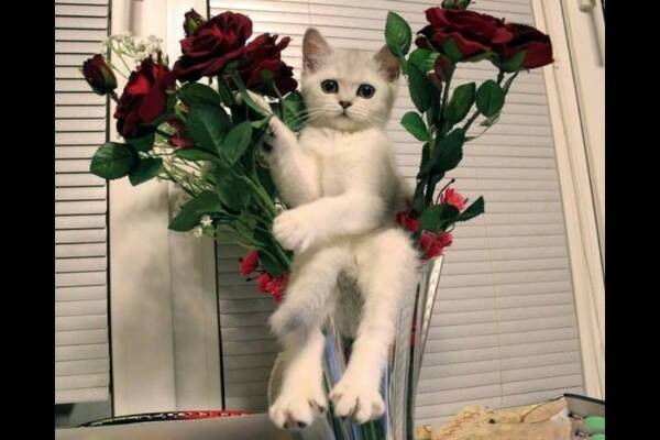 Create meme: cat with flowers , a cat with a bouquet, kitty with a flower
