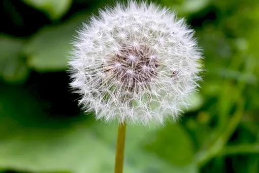 Create meme: dandelion plant, dandelion , photos of dandelions