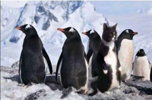 Создать мем: пингвины на прогулке, пара пингвинов, коты пингвины