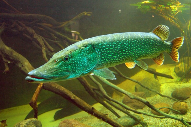 Create meme: common pike (esox lucius), pike , fish pike