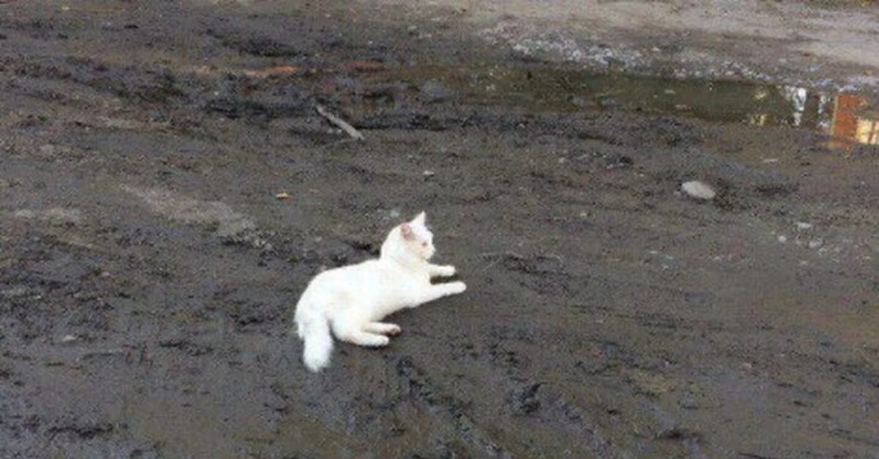 Create meme: a white cat in the mud, white cat in the mud, cat in the mud