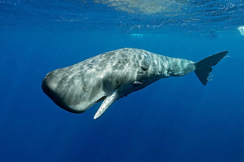 Create meme: the sperm whale is an animal, sperm whale whale , spotted sperm whale