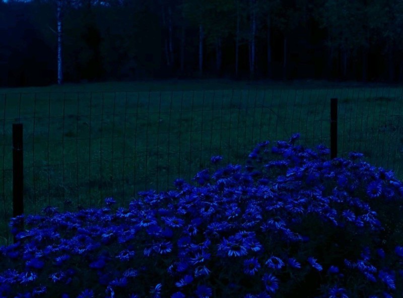 Create meme: flower night violet, flowers are nocturnal, hydrangea night garden