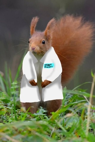 Create meme: protein , red squirrel, squirrel summer