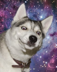 Create meme: dog, husky with an open mouth, statuses about husky dogs