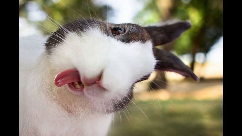 Create meme: funny rabbit, funny animals , cunning rabbit