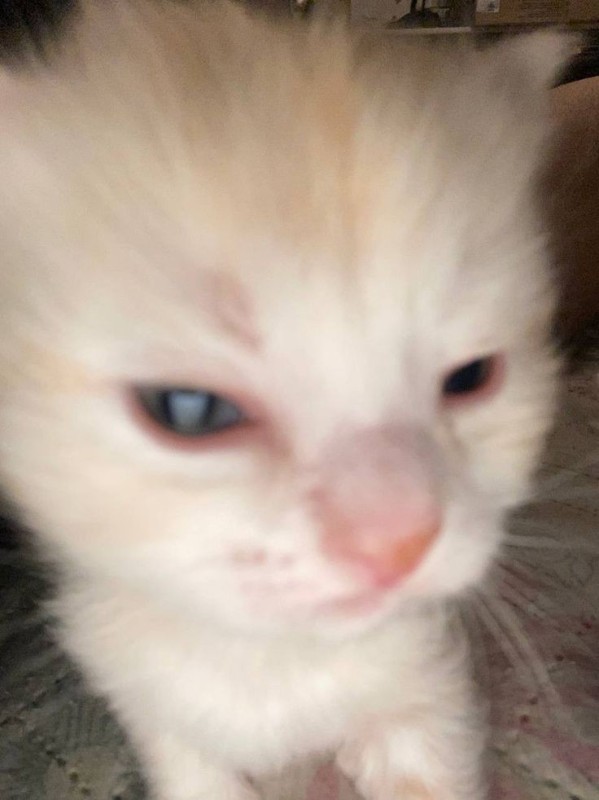 Create meme: Thai kittens, month old kitten, white cat