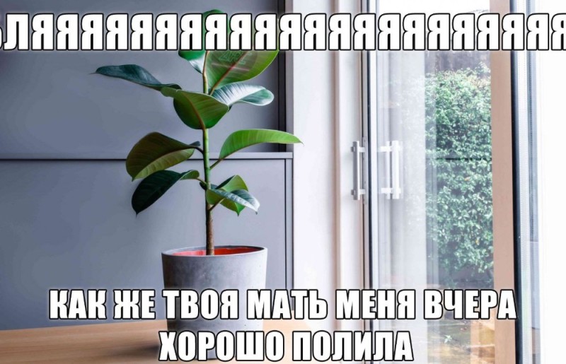 Create meme: benjamin 's rubber - bearing ficus, ficus benjamin daniel, ficus palm