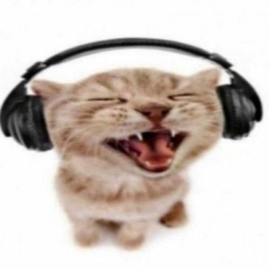 Create meme: singing cat, playlist, phone