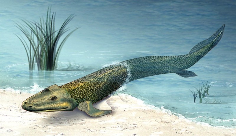 Create meme: tiktaalik, fish comes to land, Devonian period