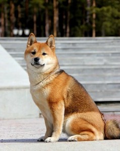 Create meme: breed of dog Shiba inu