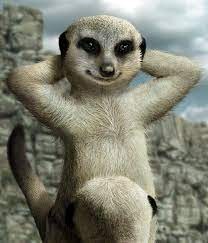 Create meme: meerkat , meerkat animal, meerkat funny