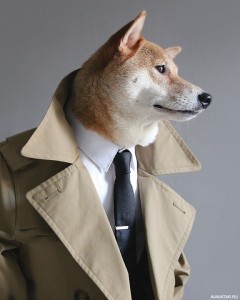 Create meme: animals in clothes, Shiba inu