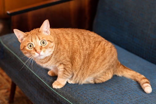 Create meme: red cat , The British shorthair cat is red, cat 