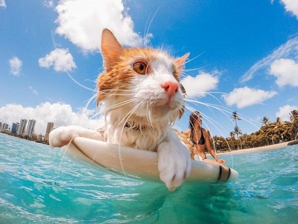 Create meme: cat surfer, coolie the cat surfer, cat surfer