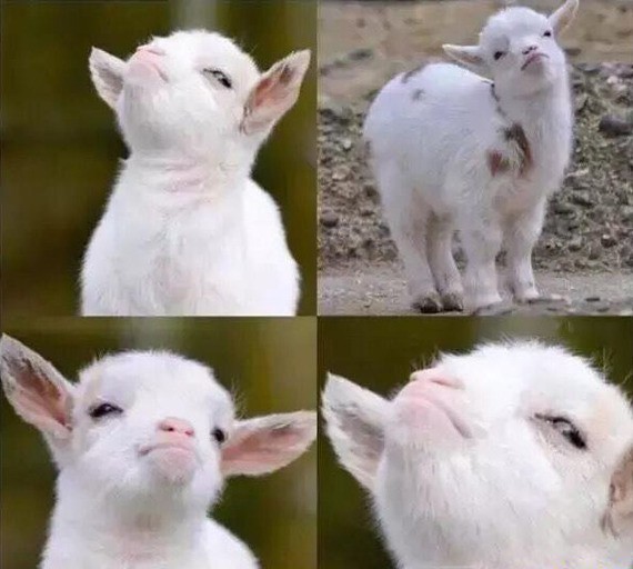 Create meme: the proud goat, kid meme, the proud goat 