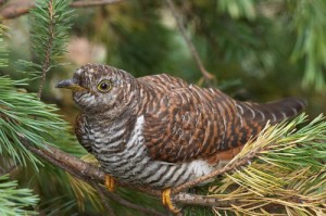 Create meme: skvorushka, female, bird day