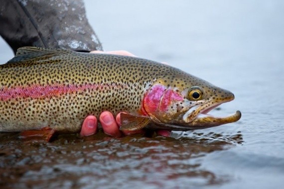 Create meme: rainbow trout, trout, trout fish 