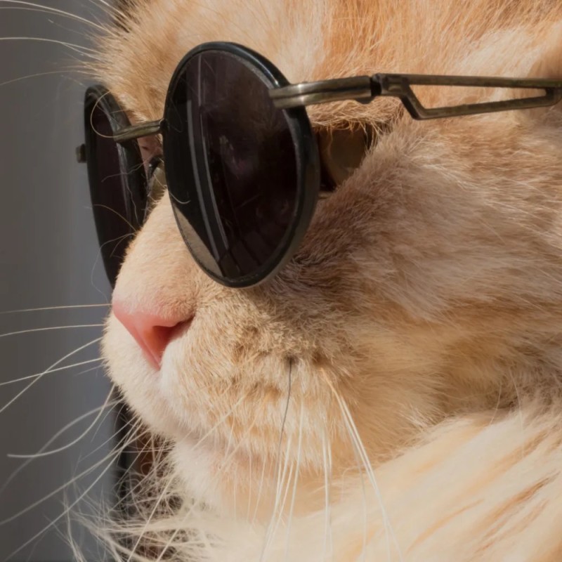 Create meme: cat in sunglasses, The cat with glasses is cool, cat with black glasses