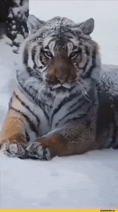 Create meme: the Amur (Ussuri) tiger, snow tiger, Siberian tiger