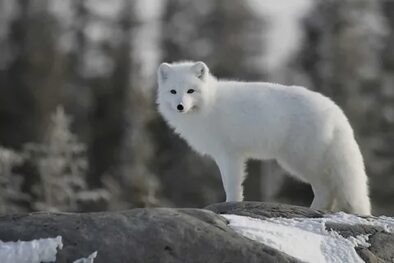 Create meme: Fox , white Fox, arctic fox polar fox