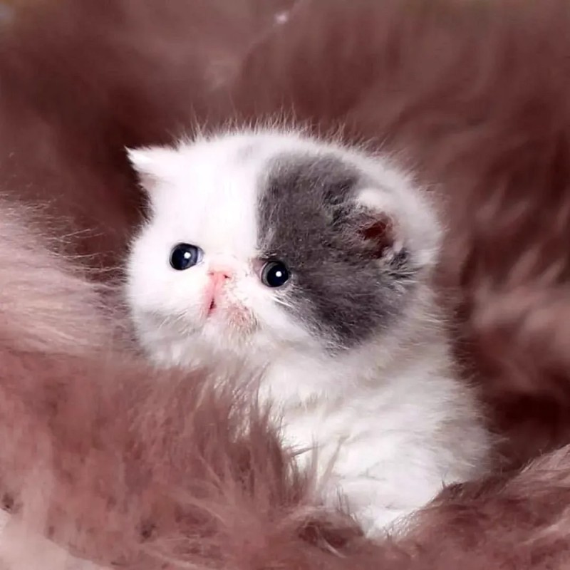 Create meme: cute Persian kittens, cute little kittens, cute little cats