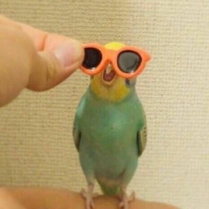 Create meme: poppy, funny birds, parrots
