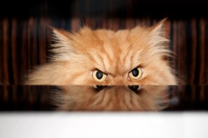 Create meme: evil ginger cat, cat in anger, angry cat