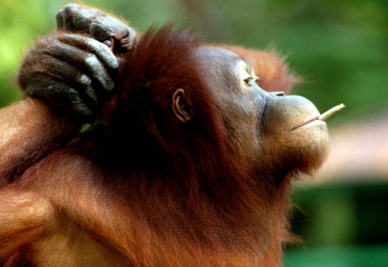 Create meme: orangutan, monkey orangutan, sumatran orangutan