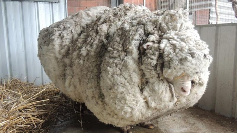 Create meme: merino sheep, breed of sheep merino, merinos are a breed of sheep