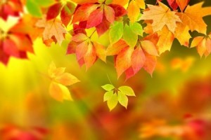 Create meme: autumn form, autumn leaves, autumn