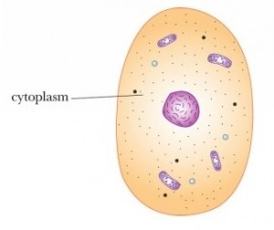 Create meme: membran, the cell, cytoplasm figure