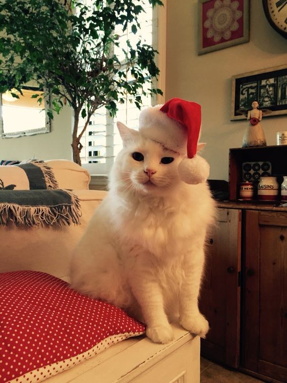 Create meme: merry christmas cat, christmas cat , seals 