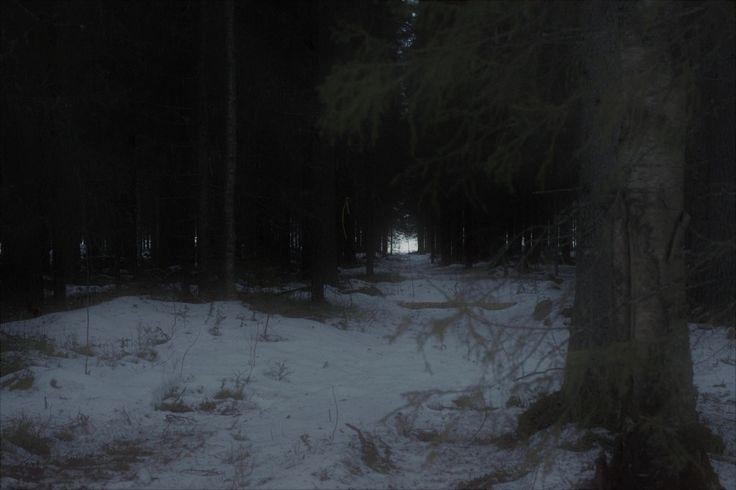 Create meme: in the winter forest, into the woods, scary winter forest at night