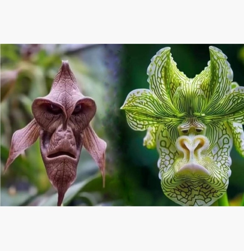 Создать мем: орхидея дракула башмачок, орхидея, орхидея вампир