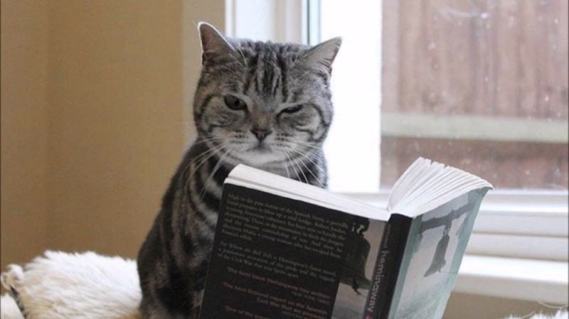 Create meme: the book cat, cat cat, cat 