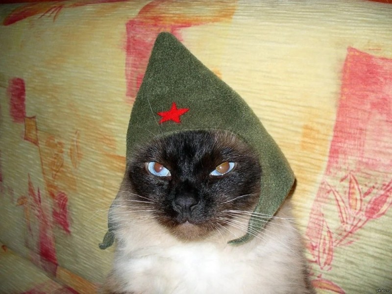 Create meme: the cat in the hat, the cat in the cap, a cat in a military hat