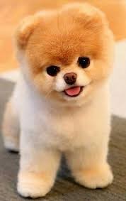 Create meme: Pomeranian dog, Pomeranian, Pomeranian bear