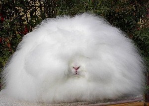 Создать мем: белый пушистый кролик, ангорский карликовый кролик, гигантский ангорский кролик