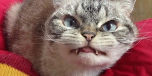 Create meme: the most evil cat, scared cat, Tomcat