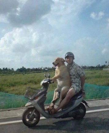 Create meme: a dog on a motorcycle, a white dog was riding a scooter, jokes humor