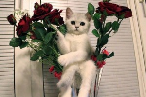 Create meme: cat, cat fun, cat and roses